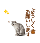 敬語のアメショスタンプ2（個別スタンプ：15）