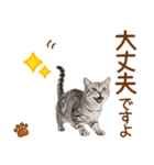 敬語のアメショスタンプ2（個別スタンプ：18）