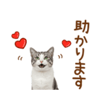 敬語のアメショスタンプ2（個別スタンプ：19）