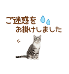 敬語のアメショスタンプ2（個別スタンプ：21）