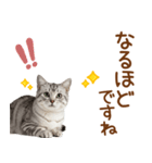 敬語のアメショスタンプ2（個別スタンプ：22）