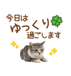 敬語のアメショスタンプ2（個別スタンプ：23）