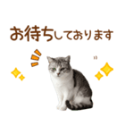 敬語のアメショスタンプ2（個別スタンプ：24）