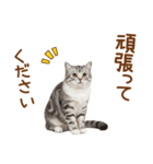 敬語のアメショスタンプ2（個別スタンプ：26）
