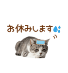 敬語のアメショスタンプ2（個別スタンプ：28）