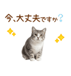 敬語のアメショスタンプ2（個別スタンプ：30）