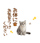 敬語のアメショスタンプ2（個別スタンプ：33）