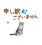 敬語のアメショスタンプ2（個別スタンプ：36）