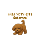 トイプードル子犬の動くスタンプ（個別スタンプ：1）
