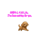 トイプードル子犬の動くスタンプ（個別スタンプ：7）