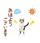 敬語の三毛猫（個別スタンプ：1）
