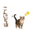 敬語の三毛猫（個別スタンプ：2）