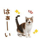 敬語の三毛猫（個別スタンプ：3）