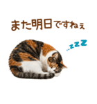 敬語の三毛猫（個別スタンプ：4）