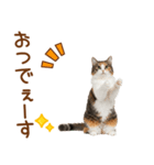 敬語の三毛猫（個別スタンプ：5）