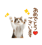 敬語の三毛猫（個別スタンプ：6）