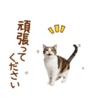敬語の三毛猫（個別スタンプ：7）