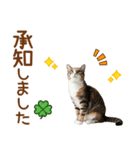 敬語の三毛猫（個別スタンプ：8）