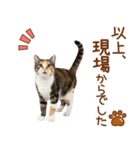 敬語の三毛猫（個別スタンプ：9）