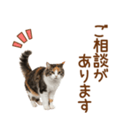 敬語の三毛猫（個別スタンプ：10）