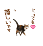 敬語の三毛猫（個別スタンプ：11）