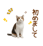 敬語の三毛猫（個別スタンプ：12）