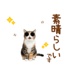 敬語の三毛猫（個別スタンプ：13）
