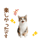 敬語の三毛猫（個別スタンプ：14）