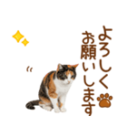 敬語の三毛猫（個別スタンプ：15）