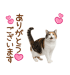 敬語の三毛猫（個別スタンプ：16）