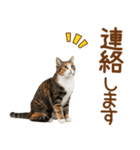敬語の三毛猫（個別スタンプ：17）