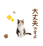 敬語の三毛猫（個別スタンプ：18）