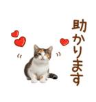 敬語の三毛猫（個別スタンプ：19）