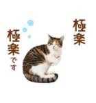 敬語の三毛猫（個別スタンプ：20）