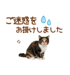 敬語の三毛猫（個別スタンプ：21）