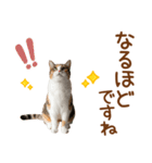 敬語の三毛猫（個別スタンプ：22）