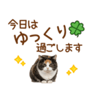 敬語の三毛猫（個別スタンプ：23）