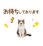 敬語の三毛猫（個別スタンプ：24）