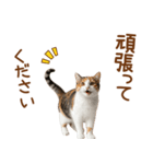 敬語の三毛猫（個別スタンプ：26）