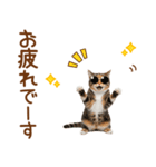 敬語の三毛猫（個別スタンプ：27）