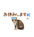 敬語の三毛猫（個別スタンプ：28）