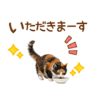 敬語の三毛猫（個別スタンプ：29）