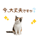 敬語の三毛猫（個別スタンプ：30）