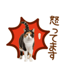 敬語の三毛猫（個別スタンプ：31）