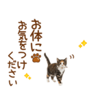 敬語の三毛猫（個別スタンプ：33）