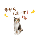 敬語の三毛猫（個別スタンプ：34）