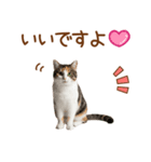 敬語の三毛猫（個別スタンプ：35）