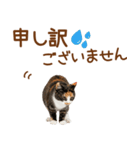 敬語の三毛猫（個別スタンプ：36）