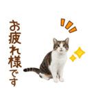 敬語の三毛猫（個別スタンプ：37）