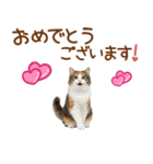 敬語の三毛猫（個別スタンプ：39）